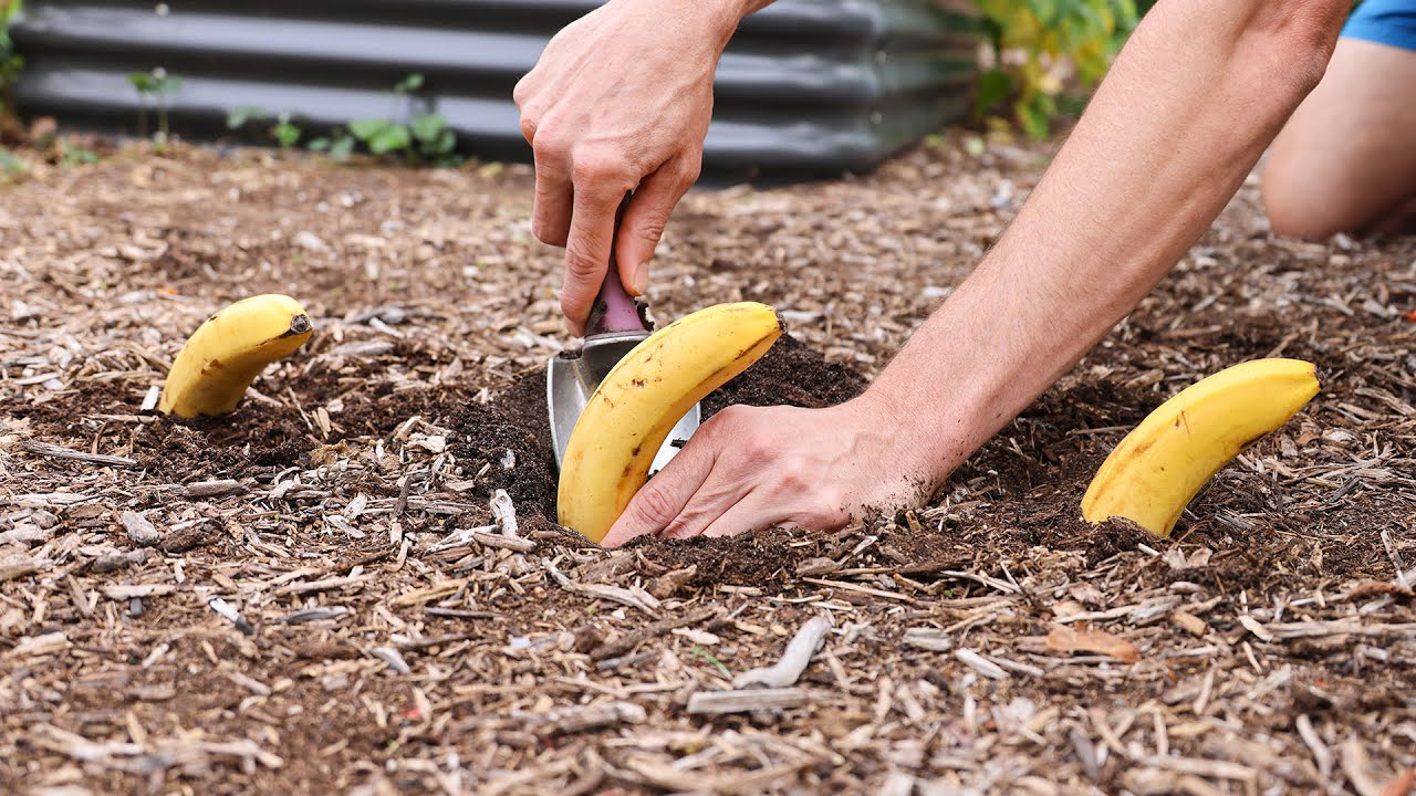 Compost Your Banana Peels