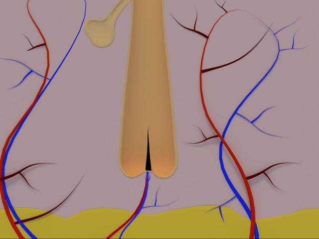 FoliPrime