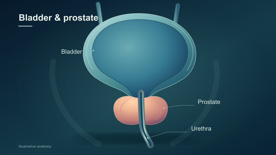 Prostadine